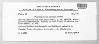 Pucciniastrum epilobii image